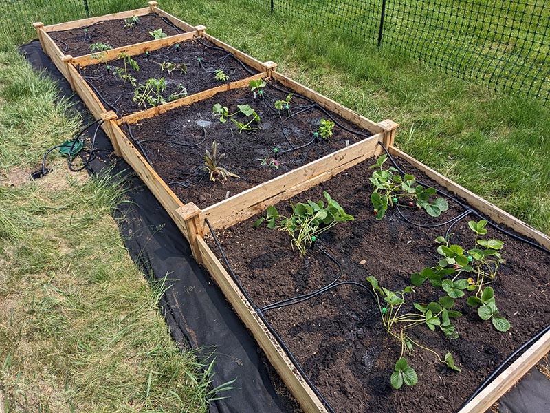 Garden beds with drip irrigation