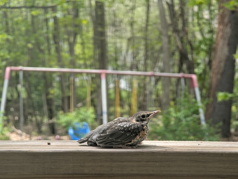 An American Robin fledgling on the railing of a deck.