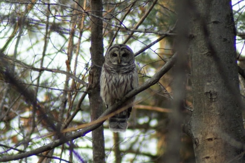 Barred owl