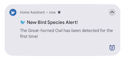 Home Assistant notification showing a notification for a bird species that is new