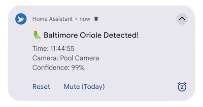 Home Assistant notification showing a notification for a detection of a tracked bird
