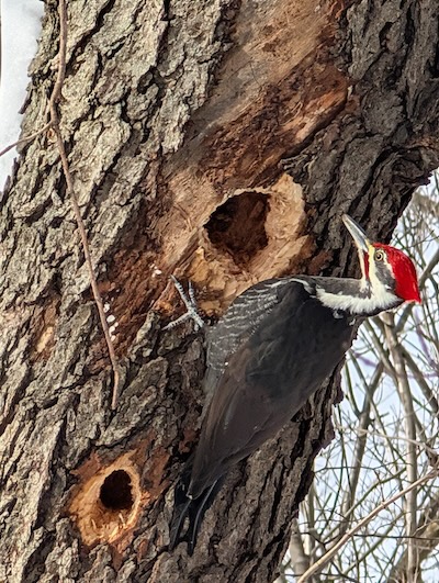 A Pileated Woodpecker searching for food in a dead tree.
