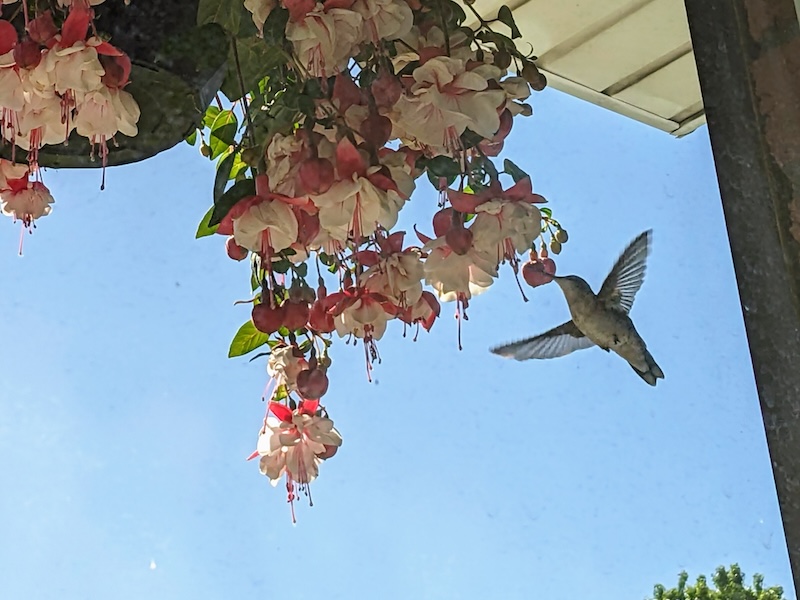 A Ruby-throated Hummingbird eating from a hanging fuchsia basket