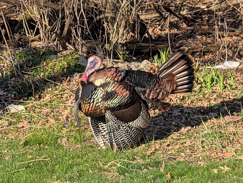 Wild turkey