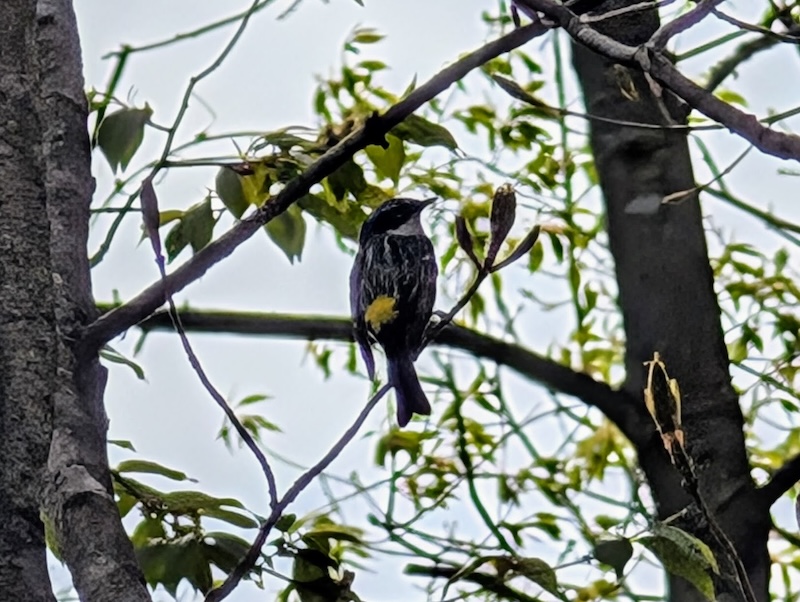 Yellow-rumped warbler